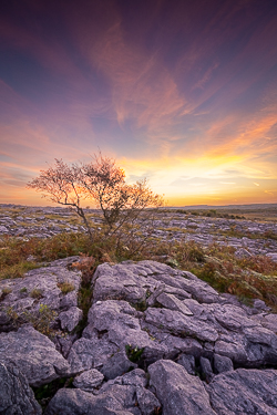 lone tree,mullaghmore,orange,park,september,summer,sunset