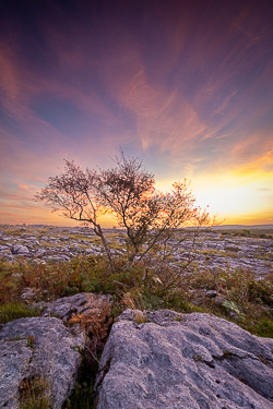 lone tree,mullaghmore,orange,park,september,summer,sunset