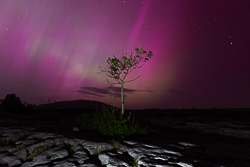 aurora,lone tree,long exposure,may,mullaghmore,night,park,pilars,purple,spring