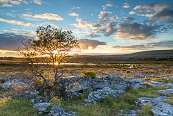 autumn,lone tree,mullaghmore,september,sunset,sunstar,park