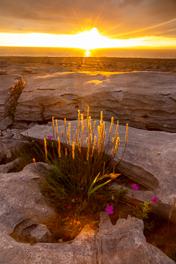 black head,flowers,golden hour,july,murrooughtoohy,summer,sunset,sunstar,coast