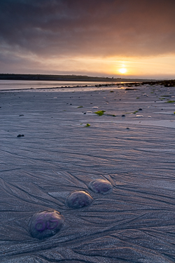 jellyfish,july,kinvara,new quay,rill,summer,sunrise,beach,coast,golden