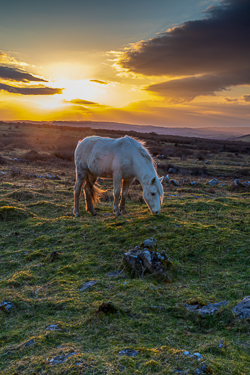 animal,february,golden hour,horse,parknabinnia,roughan,sunset,winter,hills