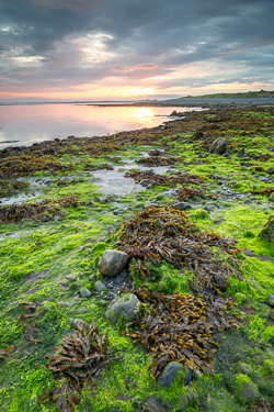 algae,coast,rosshill,september,summer,sunrise,golden