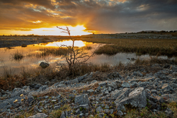 golden,january,lowland,pick-lowland,reeds,reflections,sunset,winter