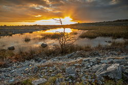 golden,january,lowland,pick-lowland,reeds,reflections,sunset,winter