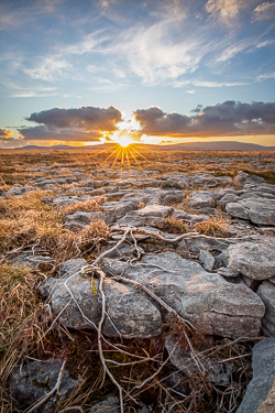 evening,golden,lowlands,march,roots,sunset,sunstar,winter,pick-lowland