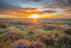 Low sunrise forming a sunstar above late summer heather, ferns and grasses in the Burren