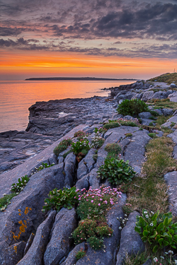 april,coast,flaggy shore,flowers,orange,pick-coast,spring,sunrise,thrift