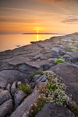 april,flaggy shore,flowers,orange,spring,sunrise,coast,thrift