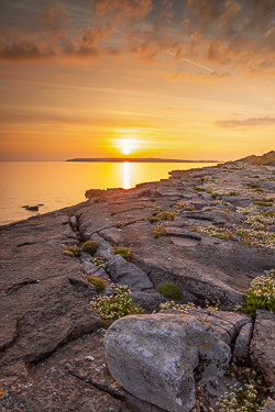 april,coast,flaggy shore,flowers,orange,pick-coast,spring,sunrise,thrift