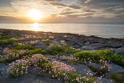 coast,flaggy shore,flower,golden,may,spring,sunset,thrift,pick-coast