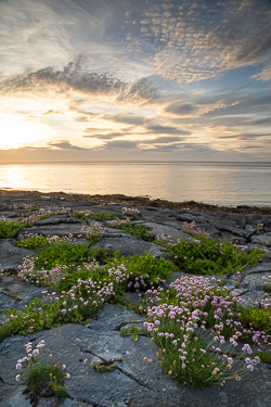 coast,flaggy shore,flower,golden,may,spring,sunset,thrift