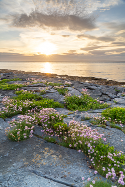 coast,flaggy shore,flower,golden,may,spring,sunset,thrift