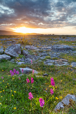 flowers,may,orange,spring,sunrise,sunstar,orchids,golden,lowland