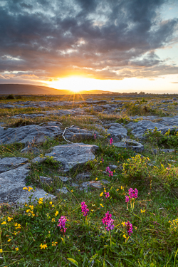 flowers,may,orange,spring,sunrise,sunstar,orchids,golden,lowland