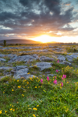 flowers,may,orange,spring,sunrise,sunstar,orchids,golden,lowland