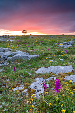 flowers,may,spring,twilight,orchids,lowland,red