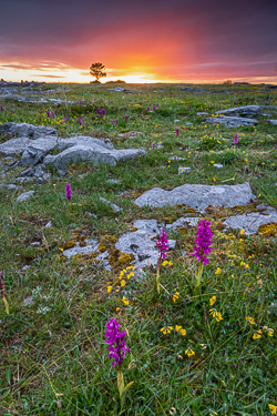 flowers,may,spring,twilight,orchids,lowland