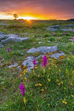 flowers,may,orange,spring,sunrise,sunstar,orchids,golden,lowland