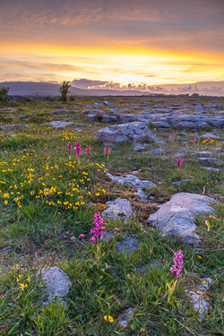 flowers,may,orchids,spring,sunset,lowland,golden