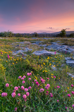 flowers,may,honeysuckle,spring,sunset,lowland,golden