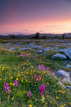 afterburn,dusk,flowers,may,orchids,spring,sunset,lowland