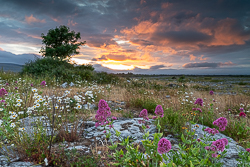 daisies,flowers,june,lowland,spring,sunset,valerian