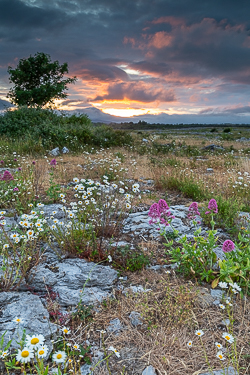 daisies,flowers,june,lowland,spring,sunset,valerian