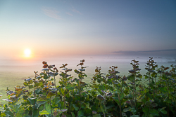 golden,july,mist,rural,summer,sunrise,lowland