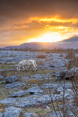 april,horse,lowlands,orange,spring,sunset,lowland,animals,golden