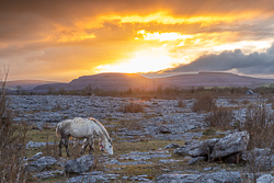 april,horse,lowlands,orange,spring,sunset,lowland,animals,golden