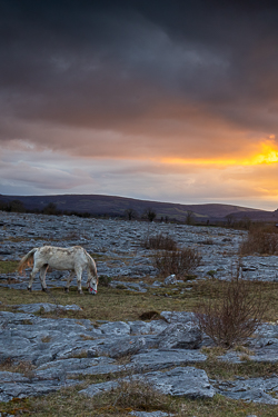 april,horse,lowlands,orange,spring,sunset,lowland,animals,golden