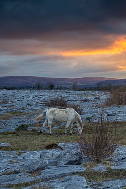 april,horse,lowlands,orange,spring,sunset,lowland,animals