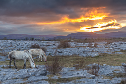 april,horse,lowlands,orange,spring,sunset,lowland,animals,golden