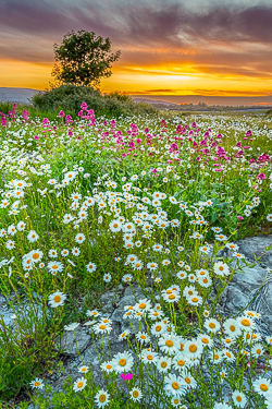 daisies,flowers,june,lowland,orange,spring,sunset,valerian