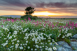 daisies,flowers,june,lowland,orange,spring,sunset,valerian