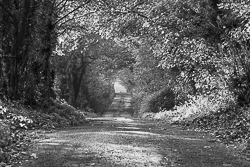 autumn,monochrome,rockvale,boston,lowland,october,trees