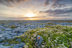 august,flower,golden,lowland,summer,sunrise