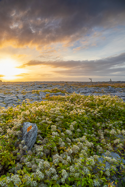 august,flower,golden,lowland,summer,sunrise,portfolio