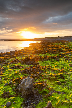 algae,doorus,september,summer,sunrise,coast,green,golden