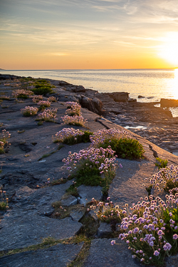 coast,flaggy shore,flowers,golden,may,sea thrift,spring,sunset
