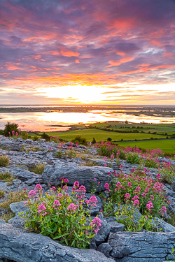 abbey hill,flowers,june,orange,red,spring,twilight,valerian,hills,portfolio