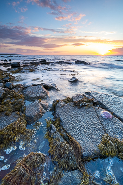 coast,golden,jellyfish,june,spring,sunset,traught