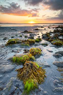 green algae,june,kinvara,spring,sunrise,traught,golden,beach,coast