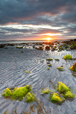 algae,may,spring,sunrise,sunstar,traught,beach,coast