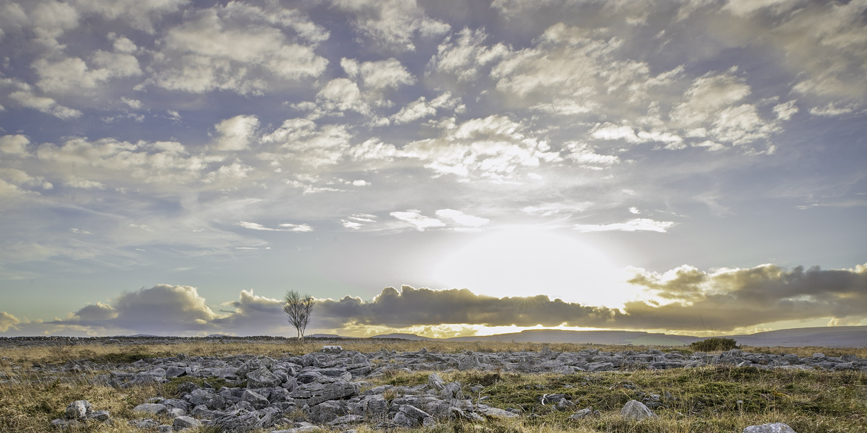 A lone tree standing in the rocky plains of the Burren lowland, co Clare, Ireland